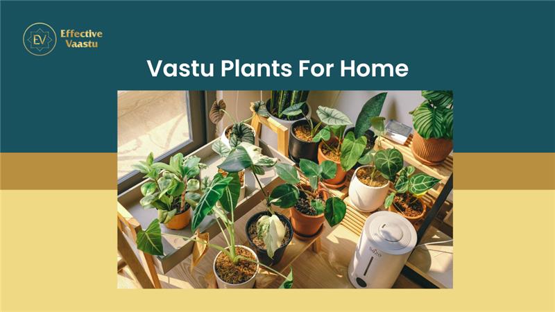 Vastu plants for home